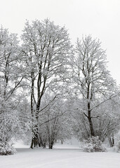 Fototapeta na wymiar snow blanket covers branches of trees and bushes, foggy and grainy snow fall background