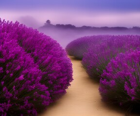 Fototapeta premium lavender field and a path