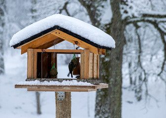 bird feeder in the garden, a blanket of snow covers the branches of trees and bushes, a foggy and grainy background