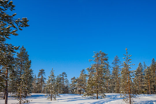 Snowy northern winter in Lapland