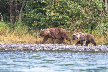 Momma and baby grizzly bear