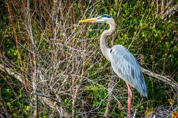 A Great Blue Heron in Everglades National Park, Florida