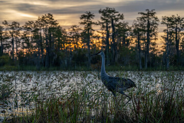 Sandhill Crane, Okefenokee National Wildlife Refuge, Georgia © Cavan