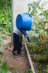 little boy watering tomatoes from a watering can in a greenhouse