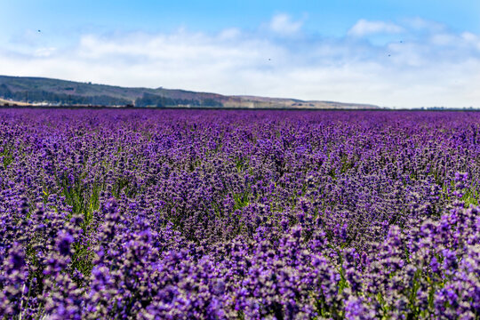 Bright purple Lavendar fields in the sun