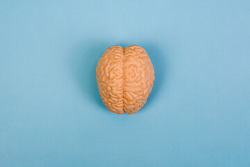 Human brain Anatomical Model,