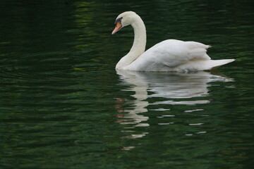 Naklejka premium Swan on lake
