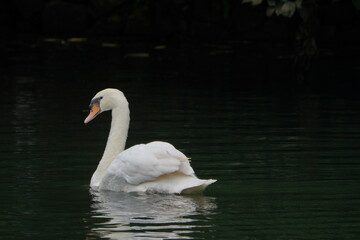Fototapeta premium Swan