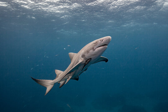 Lemon shark up close