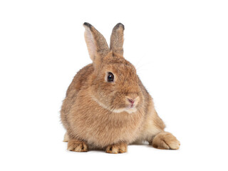 Front view of adult orange rabbit sitting on white background. Lovely action of young rabbit.