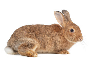 Side view of adult orange rabbit sitting on white background. Lovely action of young rabbit.