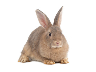 Front view of brown rabbit sitting on white background. Lovely action of young rabbit.
