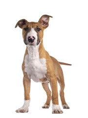 Handsome brown with white Bull Terrier dog, standing facing front. Looking beside camera. Isolated cutout on transparent background. Head slightly  down.