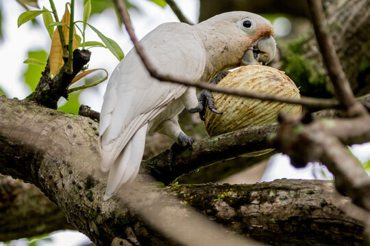 Goffin's Cockatoo