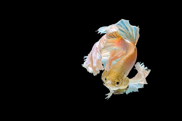 bettafish on black background