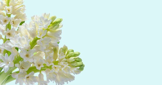 Beautiful white Hyacinth flower on light background. Wedding, Valentines Day, Mothers Day concept. Holiday, love, birthday design backdrop with place for text or image. Congratulation banner