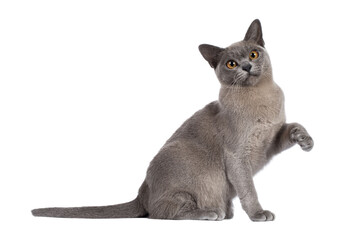 Blue Burmese cat kitten, sitting up side ways with one paw playful in air. Looking  towards camera. Isolated cutout on a transparent background.