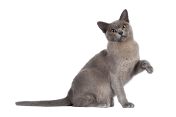 Blue Burmese cat kitten, sitting up side ways with one paw playful in air. Looking  towards camera. Isolated cutout on a transparent background.