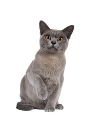 Blue Burmese cat kitten, sitting up facing front with one paw playful in air. Looking  towards...