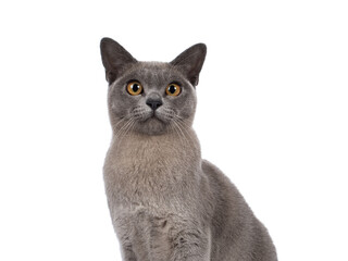 Head shot of Blue burmese cat kitten, sitting up facing front. Looking  towards camera. Isolated cutout on a transparent background.