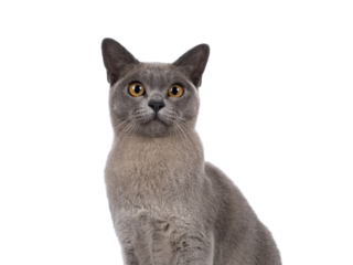 Head shot of Blue burmese cat kitten, sitting up facing front. Looking  towards camera. Isolated cutout on a transparent background.