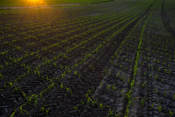 Young corn sprouts growing in a fertile soil. Maize seedling on the agricultural field. Agriculture, healthy eating, organic food, growing, cornfield.