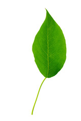 Green leaf isolated. Plum leaf on white background.