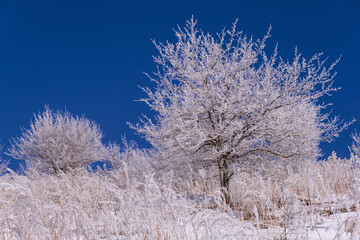 Amazing view of frosted trees and reeds on a frosty winter day