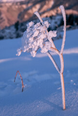 Expressive frost on the tops of the bushes in the soft light of the setting sun in the winter season