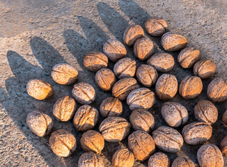 Walnuts cast long shadows in the soft sunlight of the setting sun