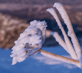 Expressive frost on the tops of the bushes in the soft light of the setting sun in the winter season