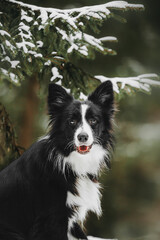 Cute border collie breed dog in winter forest