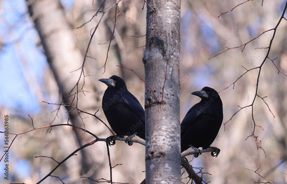 Wall mural two crows are sitting on branches near the trunk of a tree....