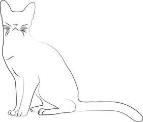Cat Outline