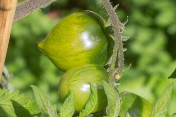 Tomatoes growing in a vegetable garden - 568364359