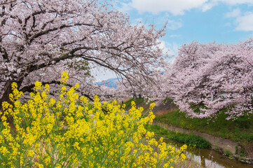 春のイメージ　満開のさくらと菜の花