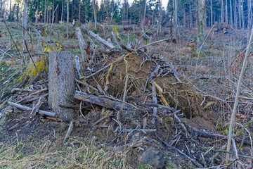 Scenic view of wood with tree trunks and tree stumps after heavy storm at City of Zürich district Schwamendingen on a cloudy winter evening. Photo taken February 4th, 2023, Zurich, Switzerland.