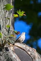 bird on a branch