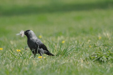 Jackdaw on the grass