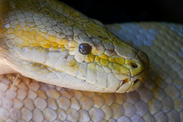 close up of a snake