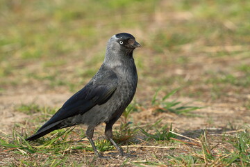 Jackdaw on the grass
