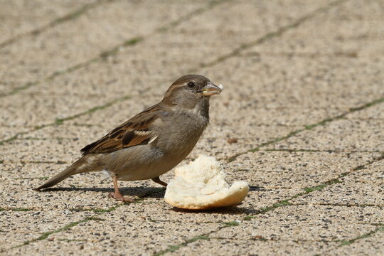 Sparrow eating some bread