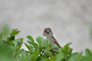 Sparrow among green leaves
