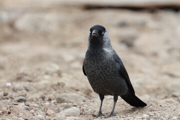 Jackdaw  standing on the ground