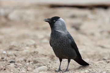 Jackdaw  standing on the ground