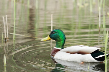 Swimming duck,
 male
