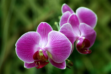 Naklejka na ściany i meble pink flowers orchid