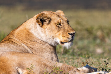 Löwenportrait