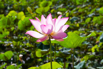 Obraz premium Pink lotus flower blooming in pond with green leaves