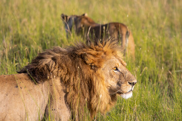 Löwen im Savannengras
